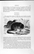 Old Antique Print Natural History 1893-94 Russian Desmans Myogale Animal 19th