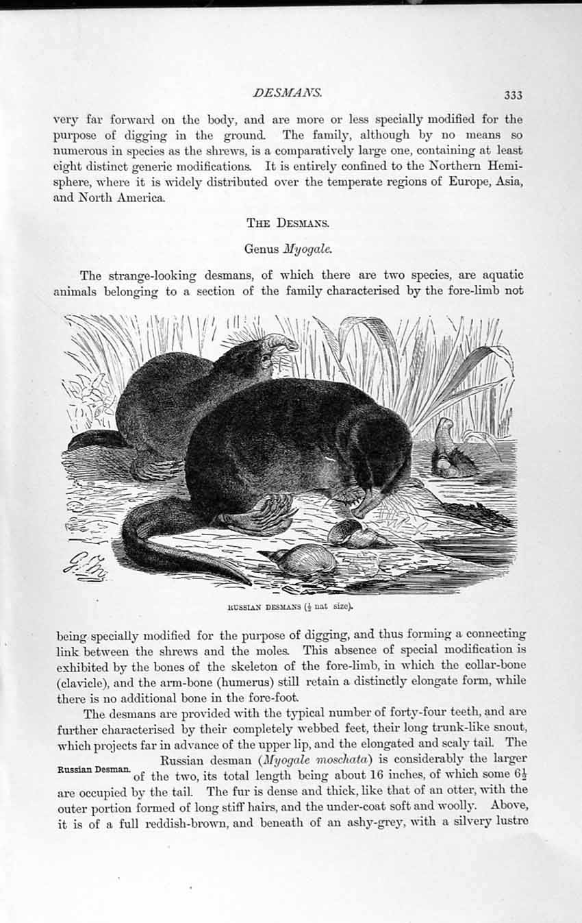 Old Antique Print Natural History 1893-94 Russian Desmans Myogale Animal 19th