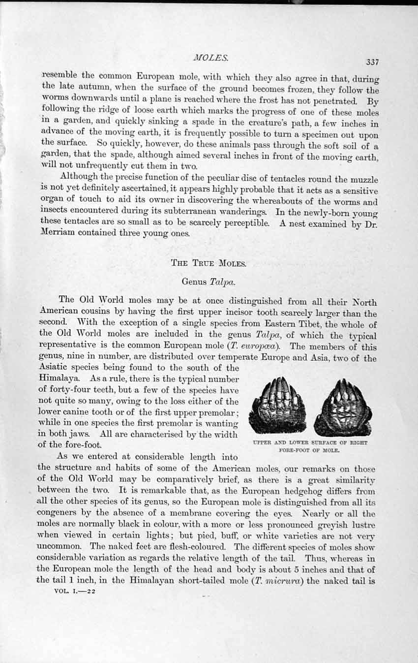 Original Old Antique Print Natural History 1893-94 Fore-Foot Mole Common Mole