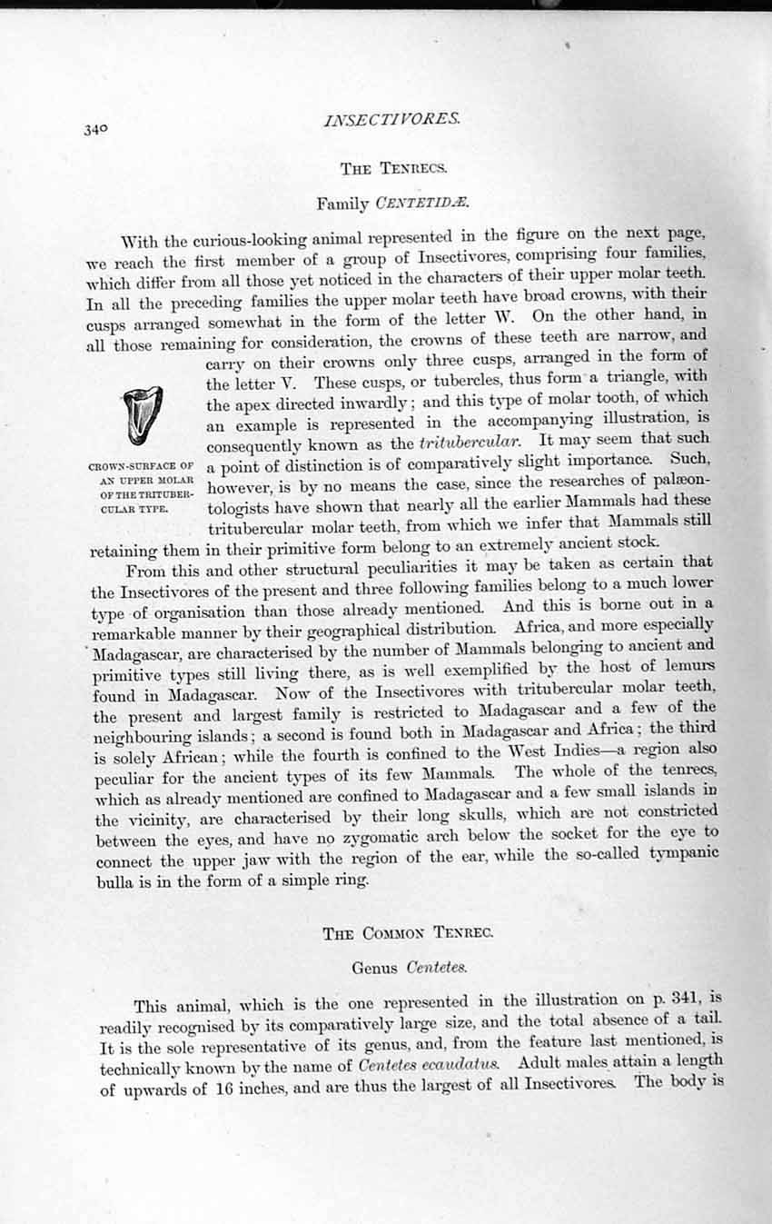 Old Antique Print Natural History 1893-94 Molar Tooth Trituber-Cular Type 19th