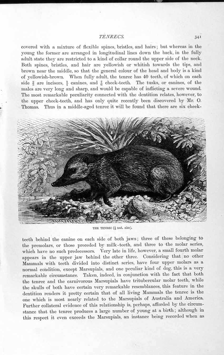 Original Old Antique Print Natural History 1893-94 Tenrec Animal Marsupial 19th