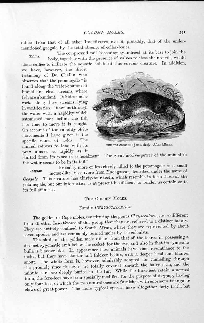Old Antique Print Natural History 1893-94 Garden Mole Potamogale Allman 19th