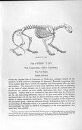 Original Old Antique Print Natural History 1893-94 Skeleton Tiger Carnivore Cat