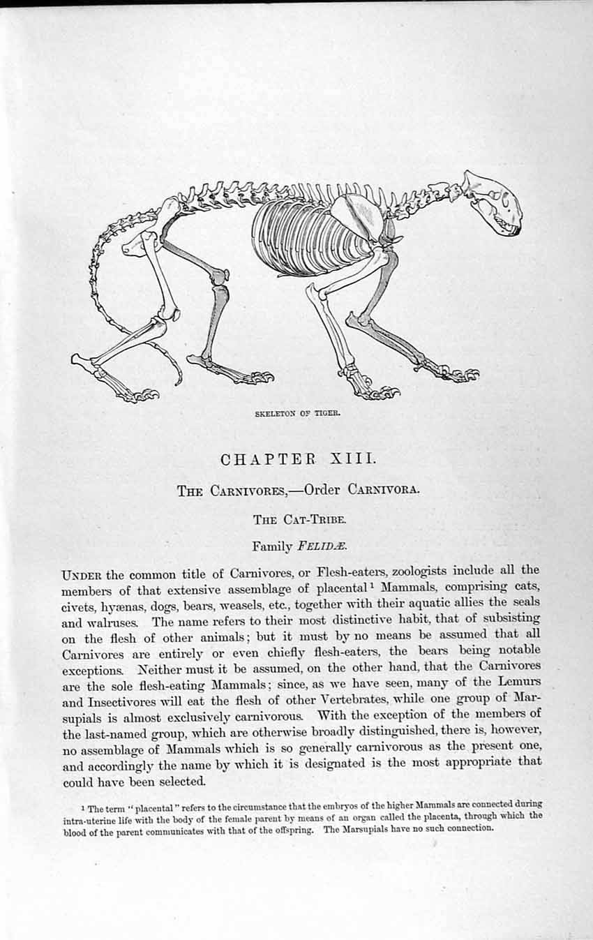 Original Old Antique Print Natural History 1893-94 Skeleton Tiger Carnivore Cat
