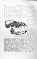 Original Old Antique Print Natural History 1893-94 Carnivore Skull Common Fox