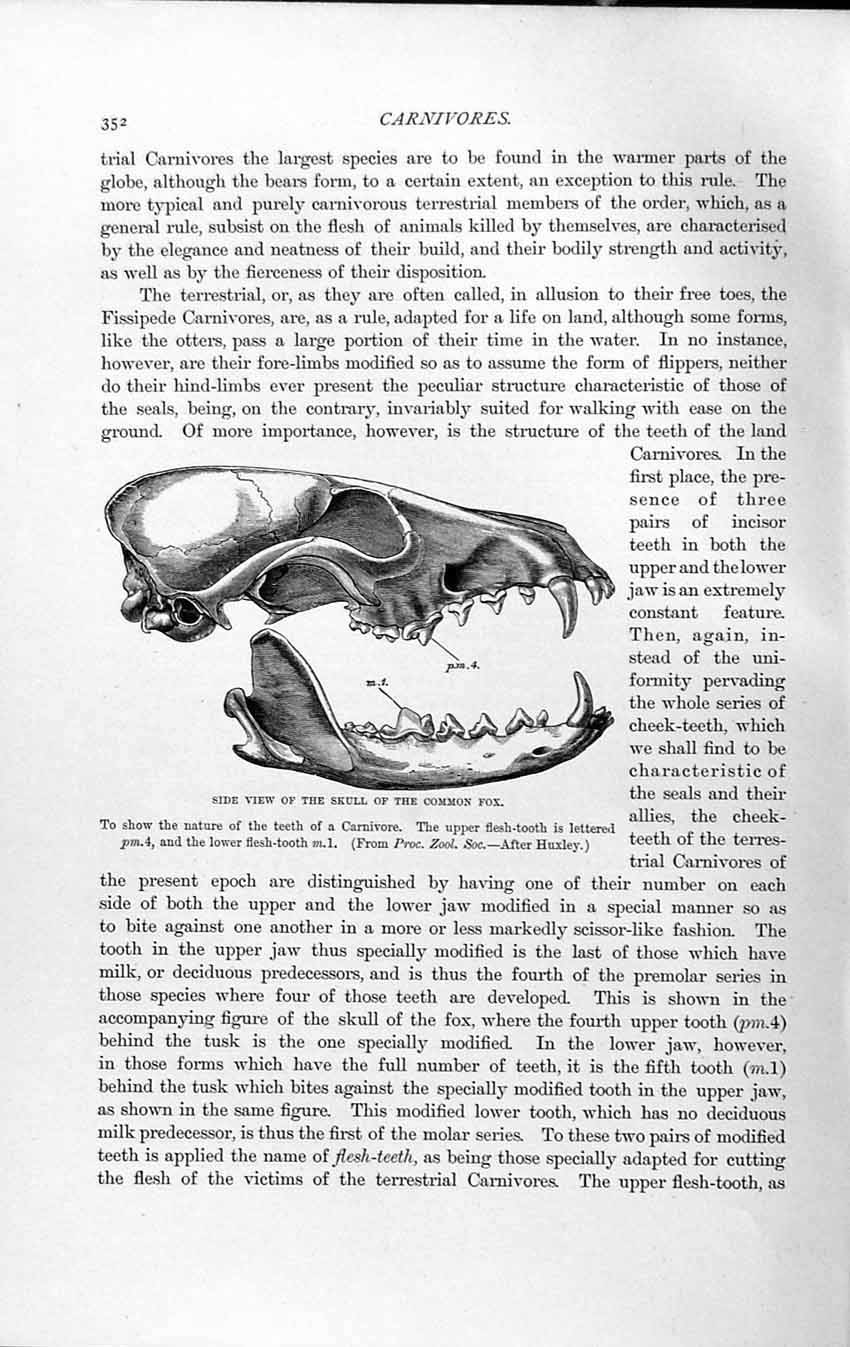 Original Old Antique Print Natural History 1893-94 Carnivore Skull Common Fox