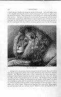 Original Old Antique Print Natural History 1893-94 Carnivore Cape Maned Lion