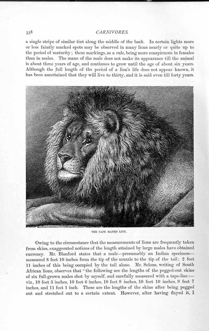 Original Old Antique Print Natural History 1893-94 Carnivore Cape Maned Lion