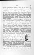 Old Antique Print Molar Tooth Sabre-Toothed Tiger Natural History 1893-94 19th