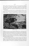 Original Old Antique Print Natural History 1893-94 Lion Pool Wild Animal Africa