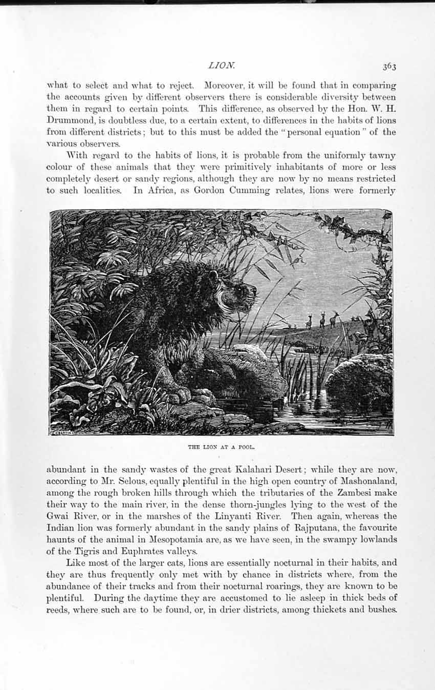 Original Old Antique Print Natural History 1893-94 Lion Pool Wild Animal Africa