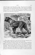 Original Old Antique Print Natural History 1893-94 Maneless Lion Senegal Animal