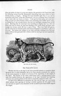 Original Old Antique Print Natural History 1893-94 Tiger Tigress Felis Tigris
