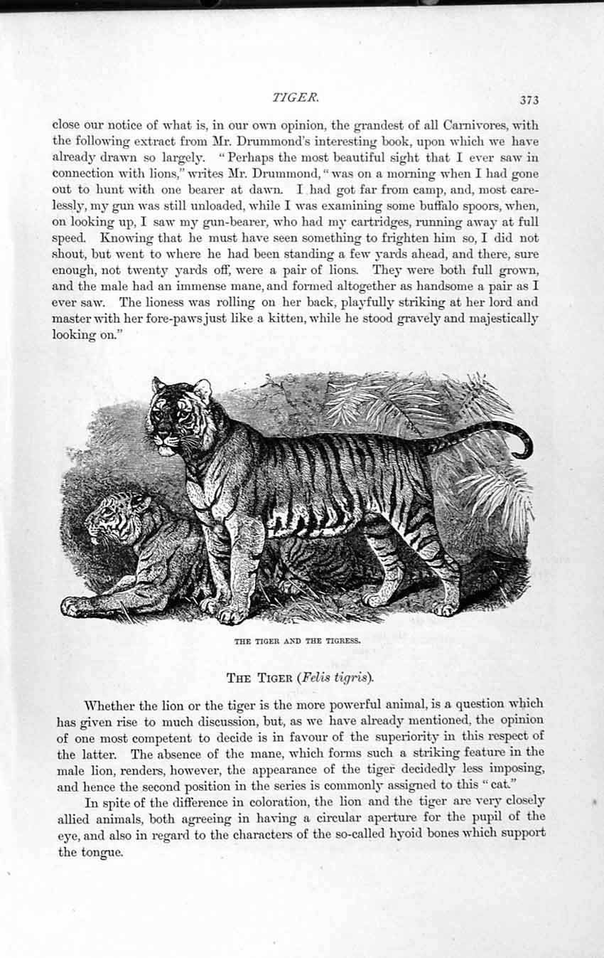 Original Old Antique Print Natural History 1893-94 Tiger Tigress Felis Tigris