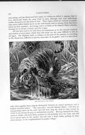 Original Old Antique Print Natural History 1893-94 Carnivores Tiger Crocodile