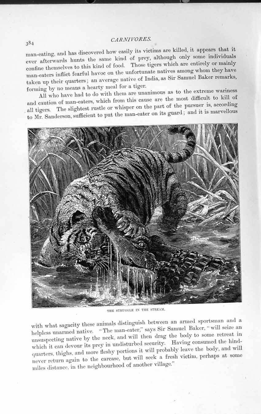 Original Old Antique Print Natural History 1893-94 Carnivores Tiger Crocodile