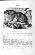 Original Old Antique Print Natural History 1893-94 Leopard Felis Pardus Animal