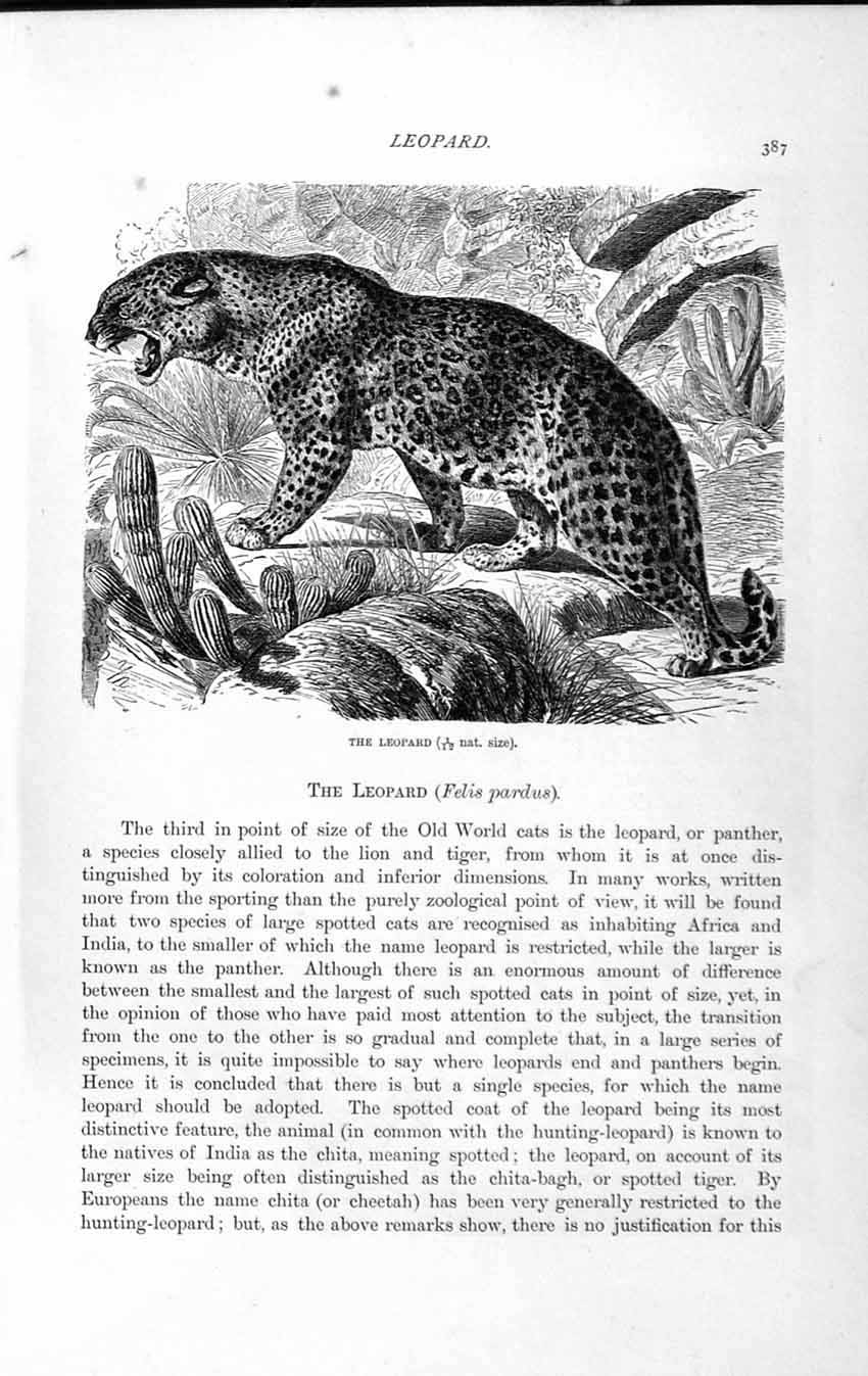 Original Old Antique Print Natural History 1893-94 Leopard Felis Pardus Animal