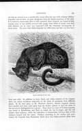 Original Old Antique Print Natural History 1893-94 Black Leopard Wild Animal
