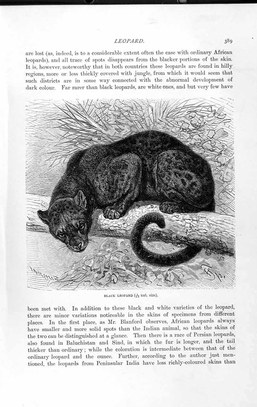 Original Old Antique Print Natural History 1893-94 Black Leopard Wild Animal