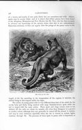 Original Old Antique Print Natural History 1893-94 Carnivores Puma Cat Animal