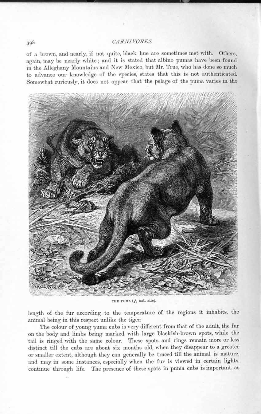 Original Old Antique Print Natural History 1893-94 Carnivores Puma Cat Animal