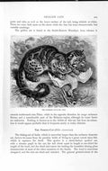Old Antique Print Natural History 1893-94 Fishing Cat Marbled Carnivores 19th