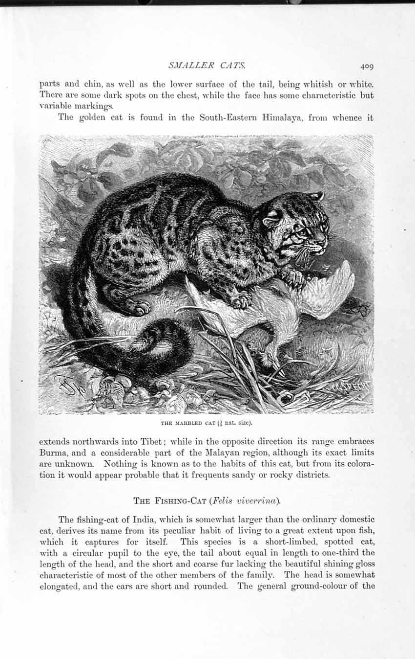 Old Antique Print Natural History 1893-94 Fishing Cat Marbled Carnivores 19th