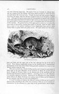 Original Old Antique Print Natural History 1893-94 Carnivore Leopard Cat Animal