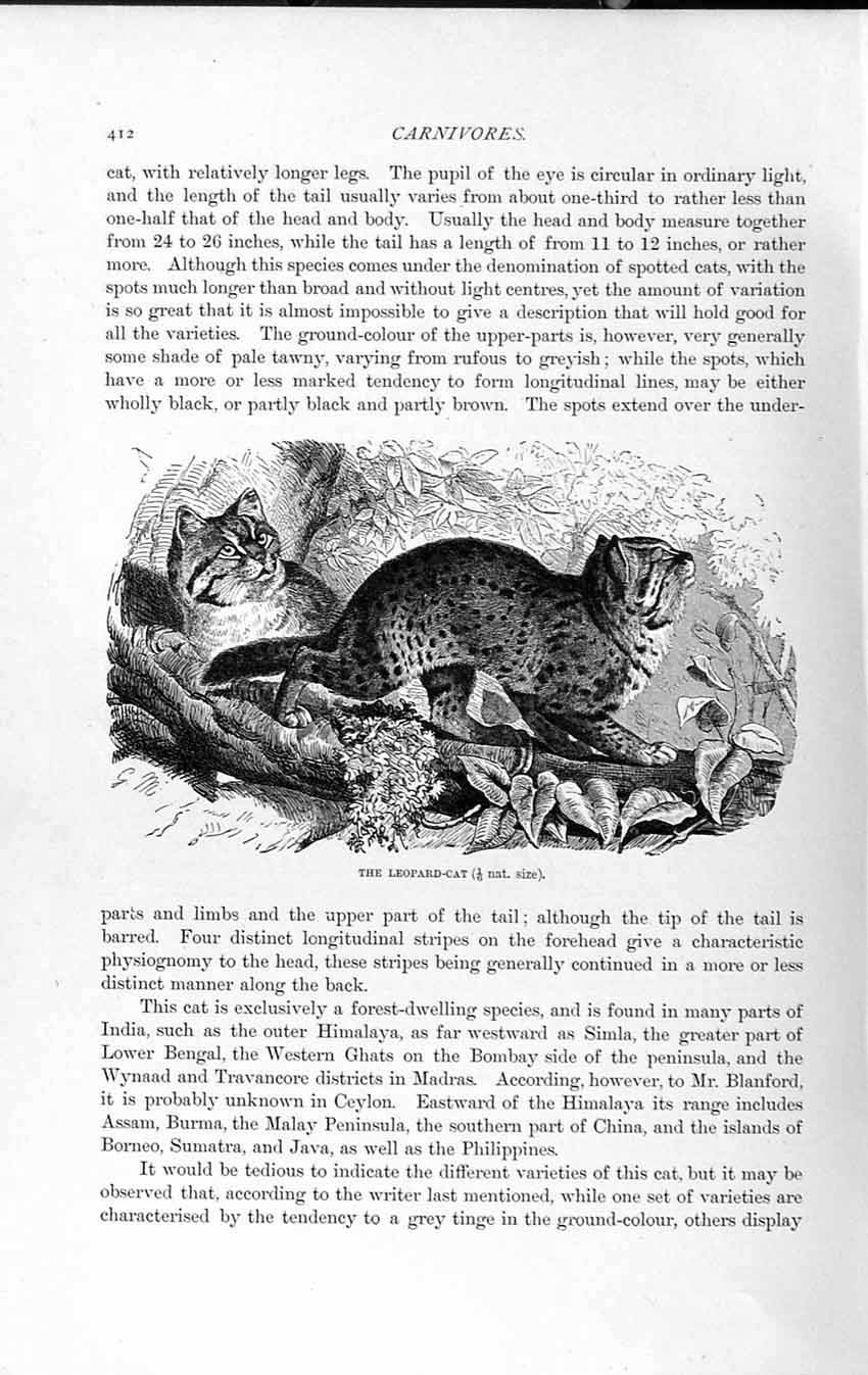 Original Old Antique Print Natural History 1893-94 Carnivore Leopard Cat Animal