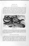 Old Antique Print Natural History 1893-94 Eyra Felis Wild Animal America 19th