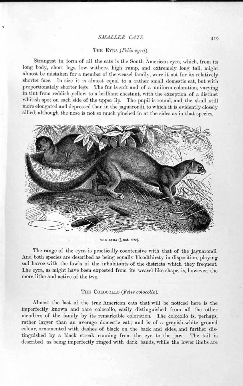 Old Antique Print Natural History 1893-94 Eyra Felis Wild Animal America 19th