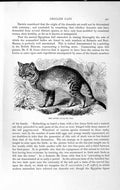 Original Old Antique Print Natural History 1893-94 Caffre Cat Domestic Pet 19th