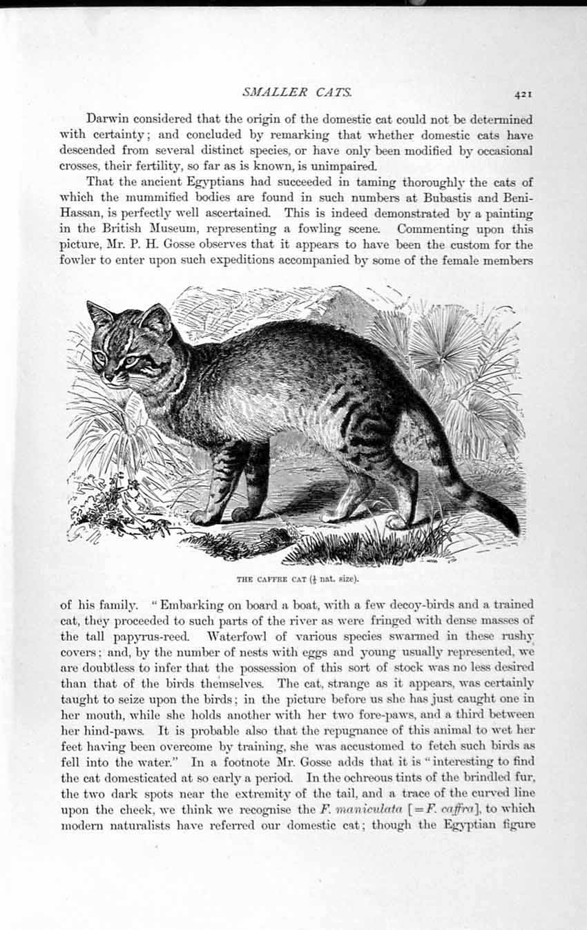 Original Old Antique Print Natural History 1893-94 Caffre Cat Domestic Pet 19th