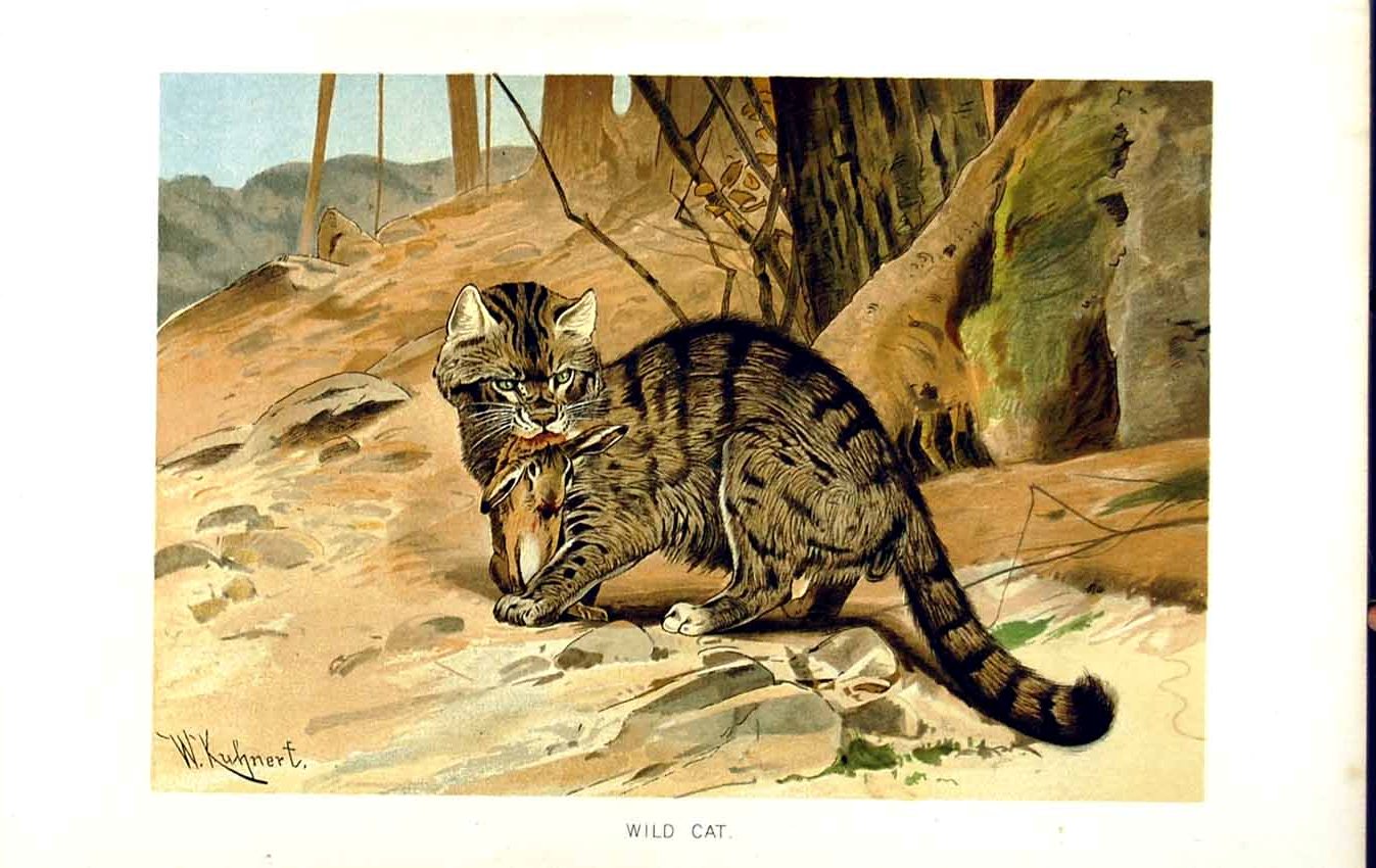 Old Antique Print Natural History 1893-94 Wild Cat Hunting Animal Colour 19th