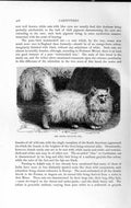 Old Antique Print Natural History 1893-94 Angora Cat Domestic Animal Pet 19th