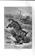 Original Old Antique Print Natural History 1893-94 Caracals Hunting Animals