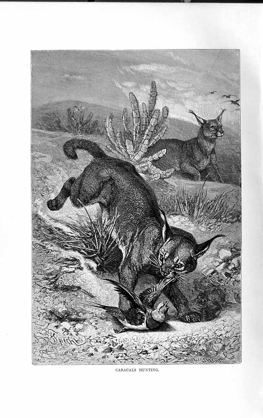 Original Old Antique Print Natural History 1893-94 Caracals Hunting Animals