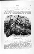 Original Old Antique Print Natural History 1893-94 Northern Lynx Europe Animal