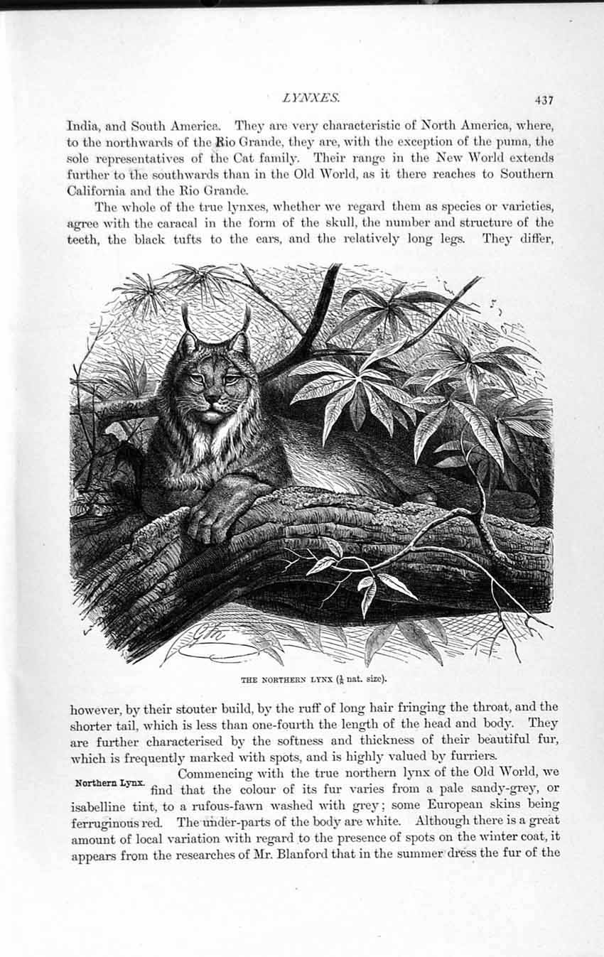 Original Old Antique Print Natural History 1893-94 Northern Lynx Europe Animal