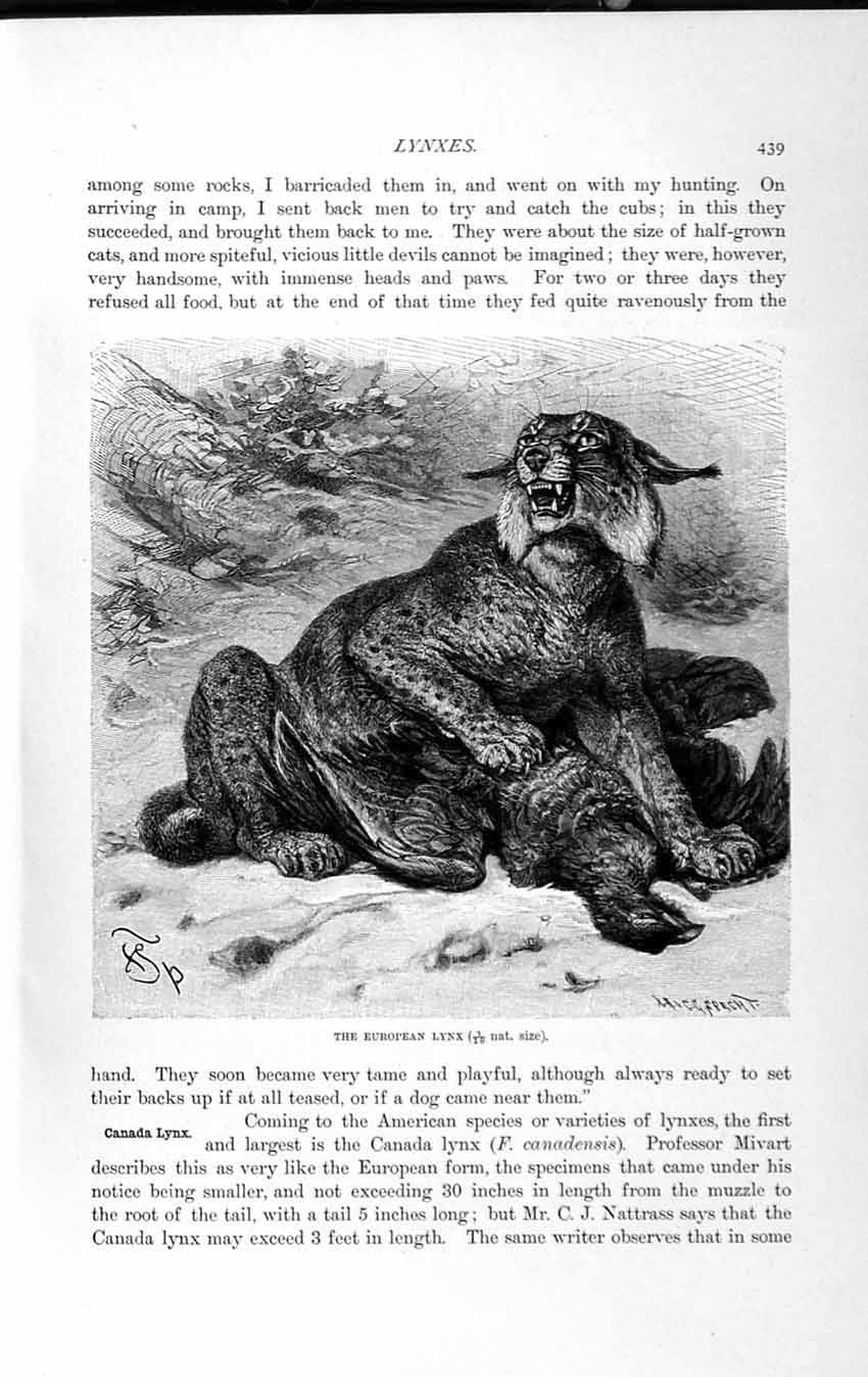 Original Old Antique Print Natural History 1893-94 European Lynx Wild Animal