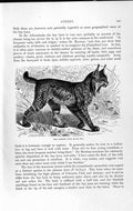 Original Old Antique Print Natural History 1893-94 Pardine Lynx Wild Animal