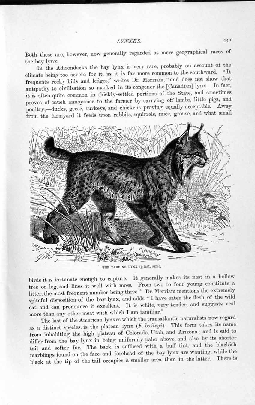 Original Old Antique Print Natural History 1893-94 Pardine Lynx Wild Animal