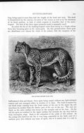 Original Old Antique Print Natural History 1893-94 Hunting Leopard Wild Animal