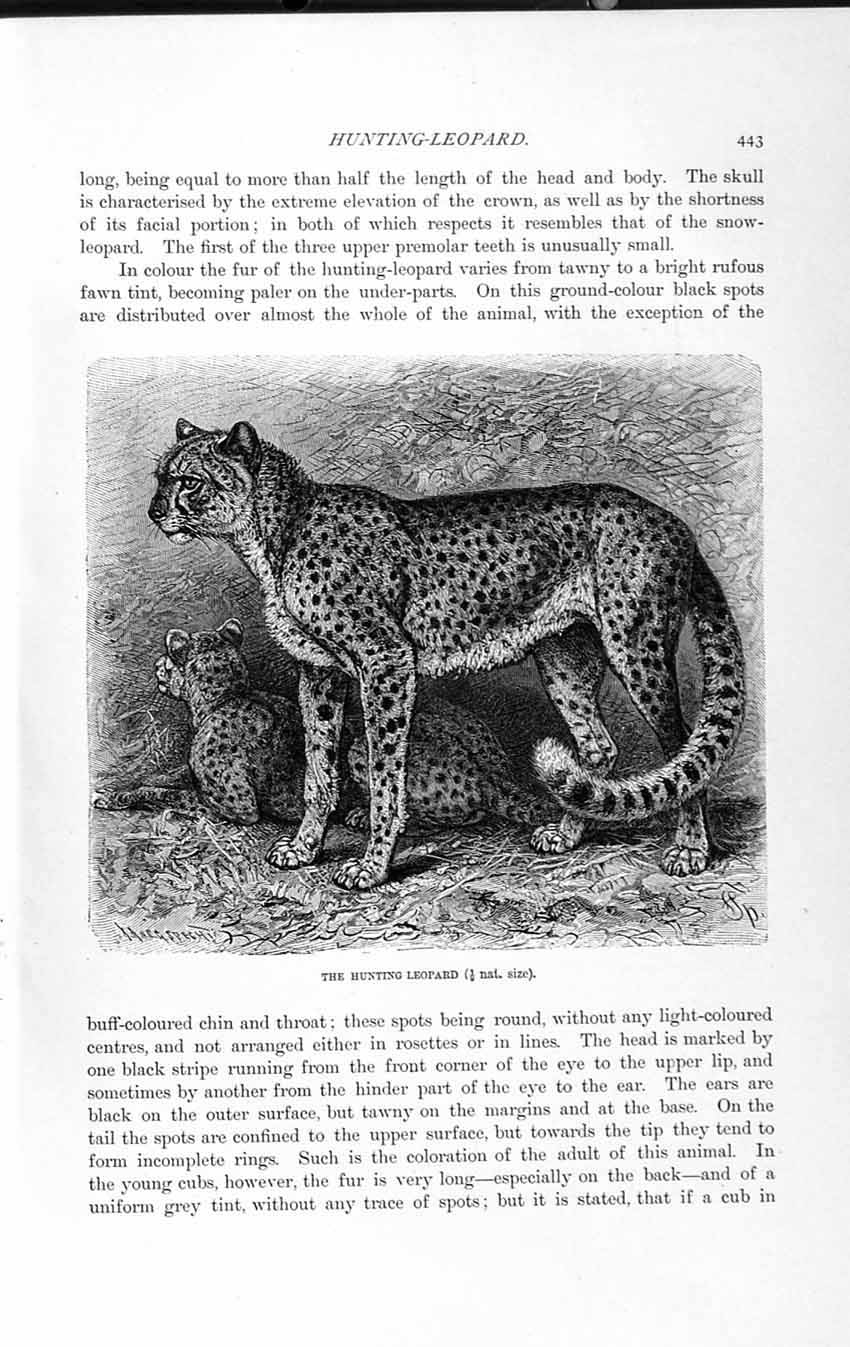 Original Old Antique Print Natural History 1893-94 Hunting Leopard Wild Animal