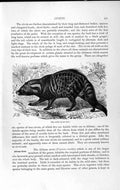 Original Old Antique Print Natural History 1893-94 Indian Civet Viverra Civetta