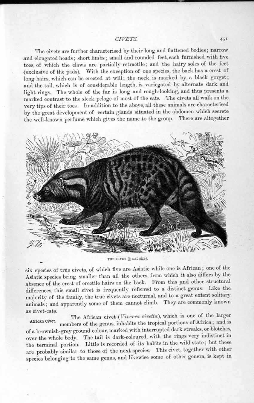 Original Old Antique Print Natural History 1893-94 Indian Civet Viverra Civetta