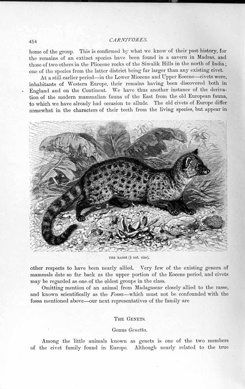 Original Old Antique Print Natural History 1893-94 Carnivores Rasse Wild Animal