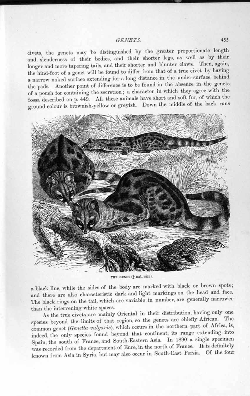Old Antique Print Natural History 1893-94 Genets Animals Genetta Vulgaris 19th