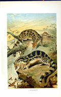 Old Antique Print Natural History 1893-94 Linsangs Wild Animals Colour 19th